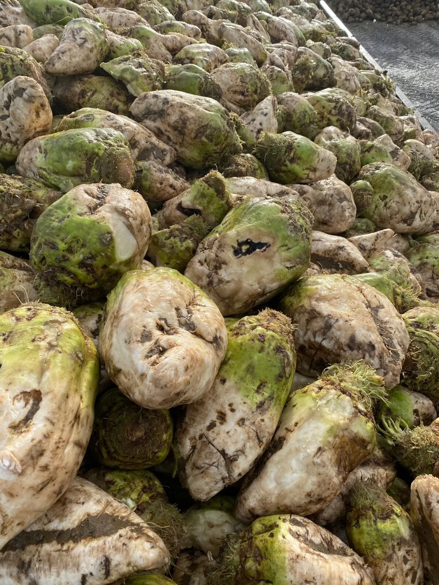 Fodder Beet - Image 1
