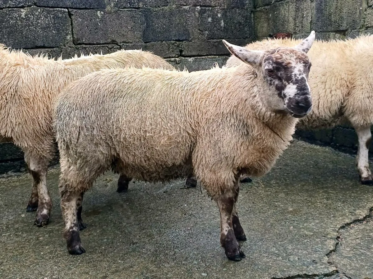 Ram lambs - Image 1
