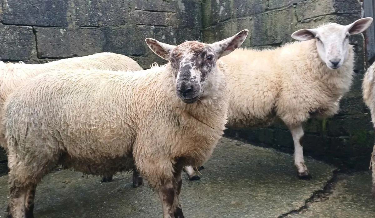 Ram lambs - Image 2
