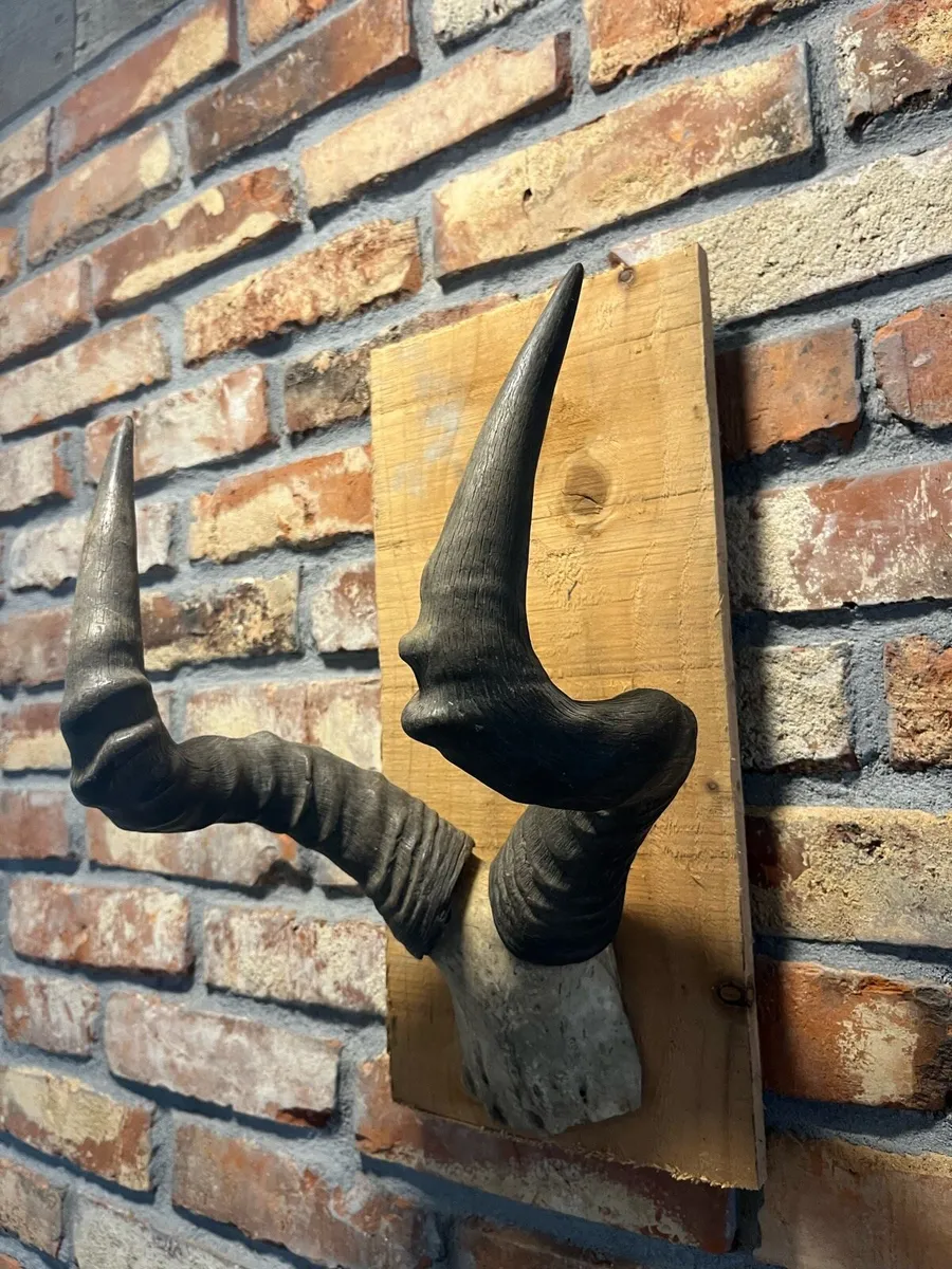 Vintage skull - Image 3