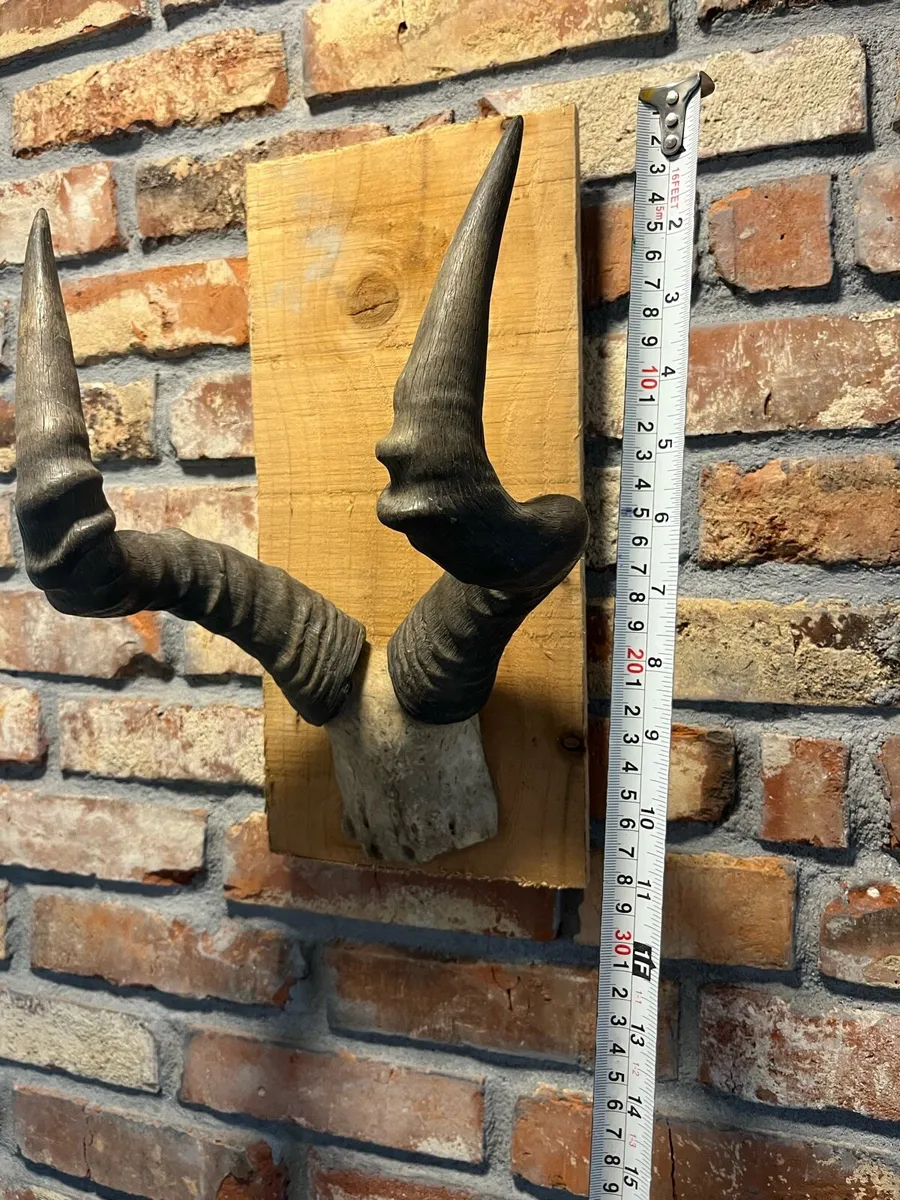 Vintage skull - Image 4