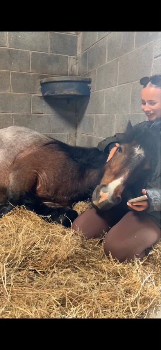 Gorgeous lead rein pony - Image 2