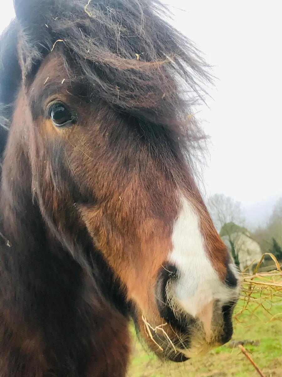 Gorgeous lead rein pony - Image 3