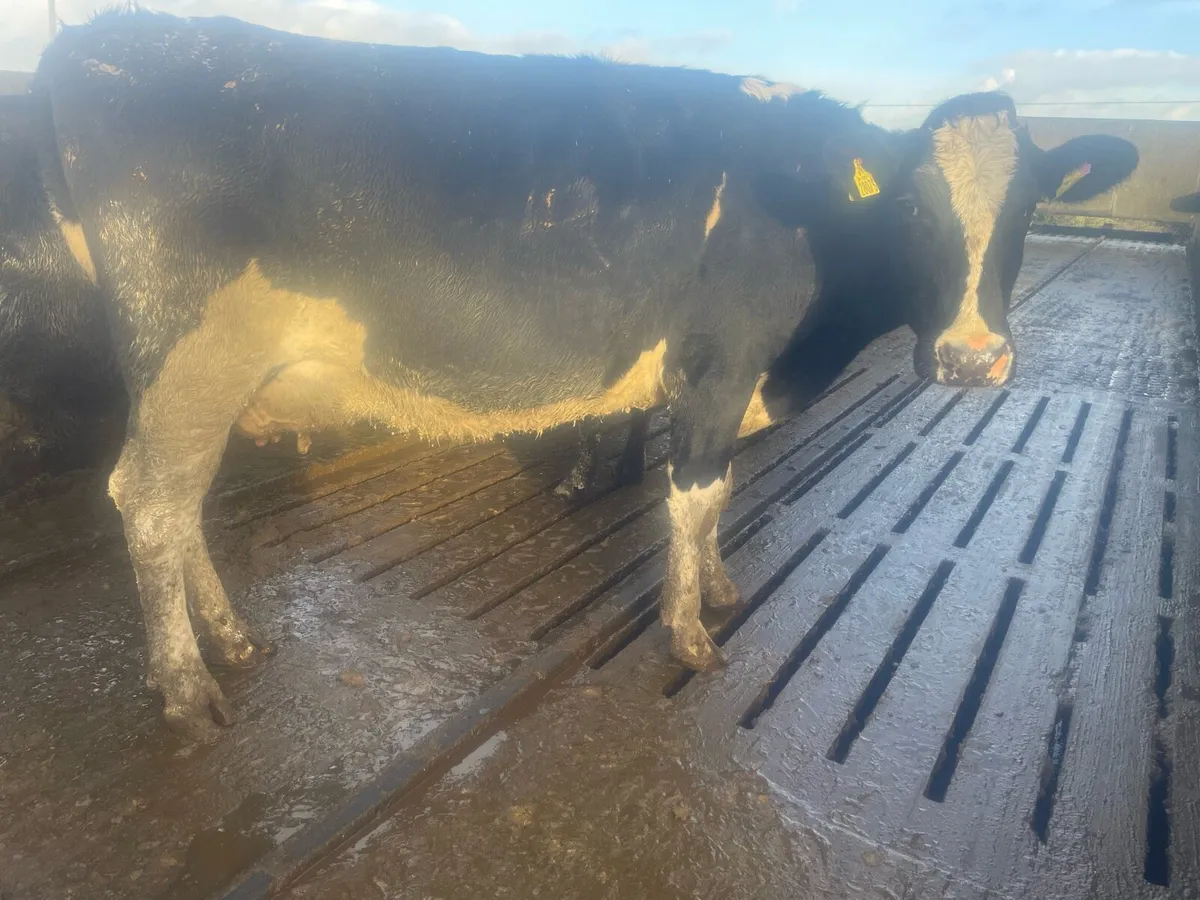 Young Empty Fr Cows For Sale - Image 1