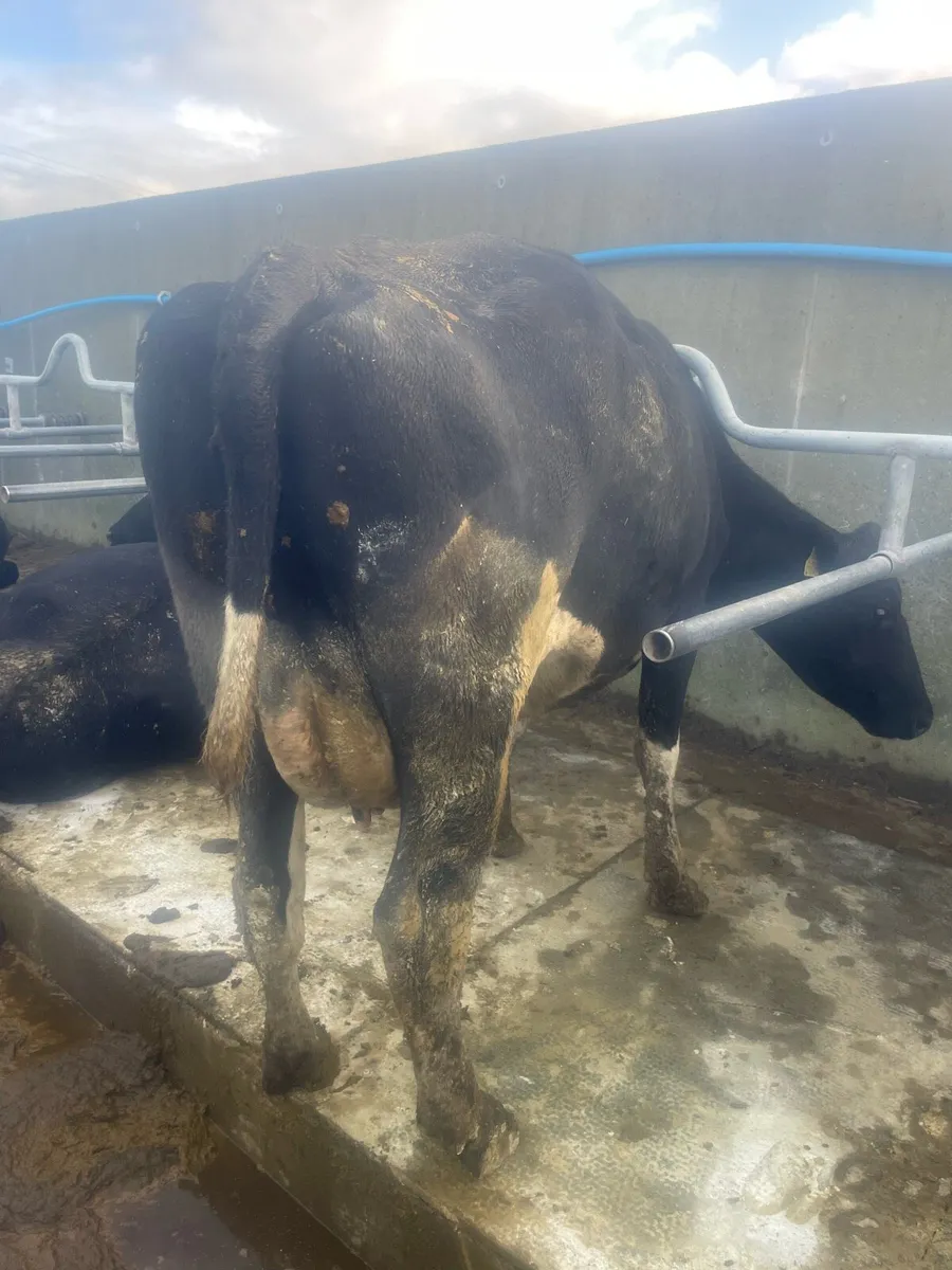 Young Empty Fr Cows For Sale - Image 2