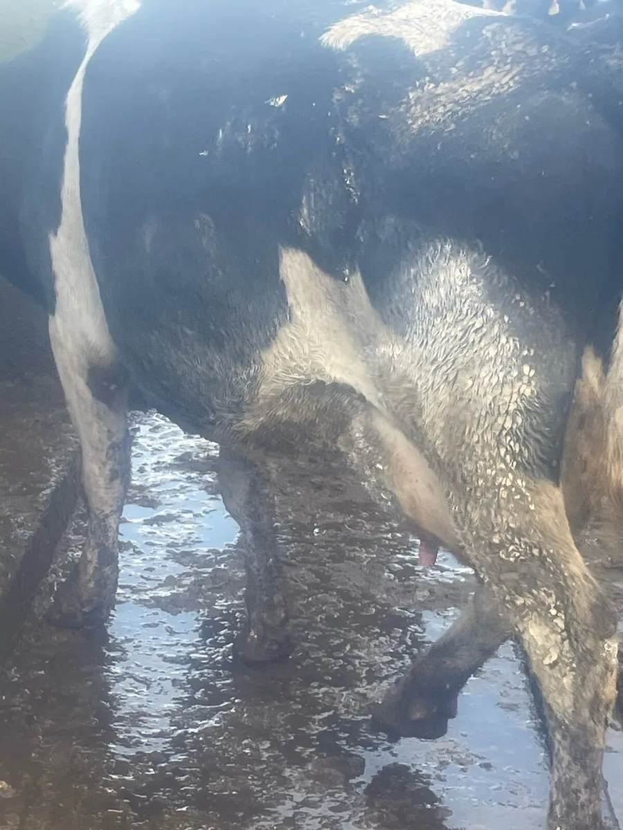 Young Empty Fr Cows For Sale - Image 3