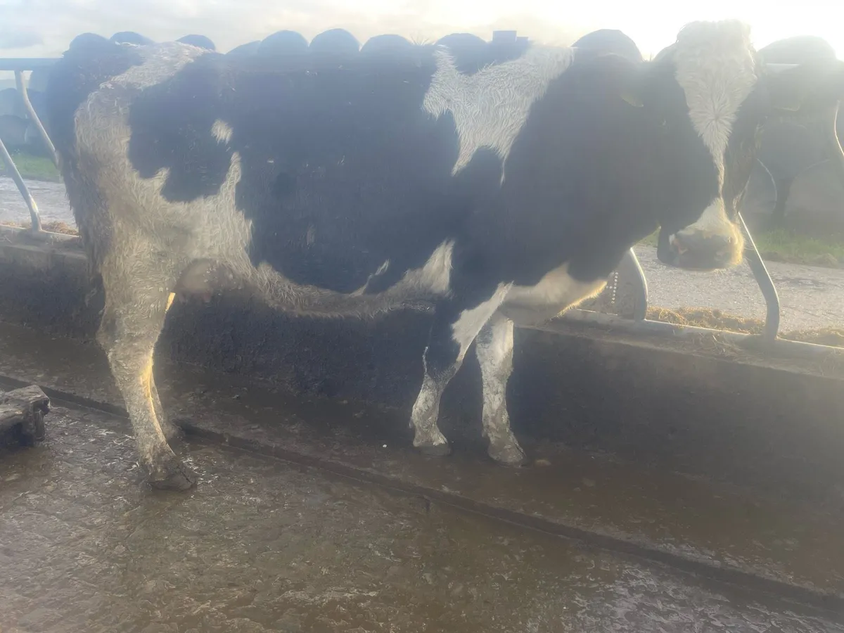 Young Empty Fr Cows For Sale - Image 4