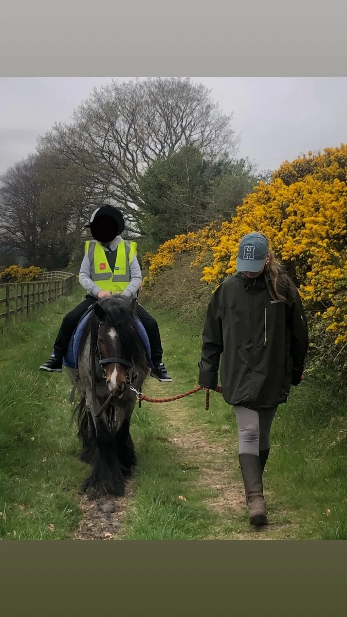 Gorgeous lead rein pony - Image 1