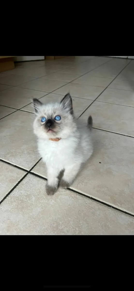 Blue eye Ragdoll kittens - Image 3