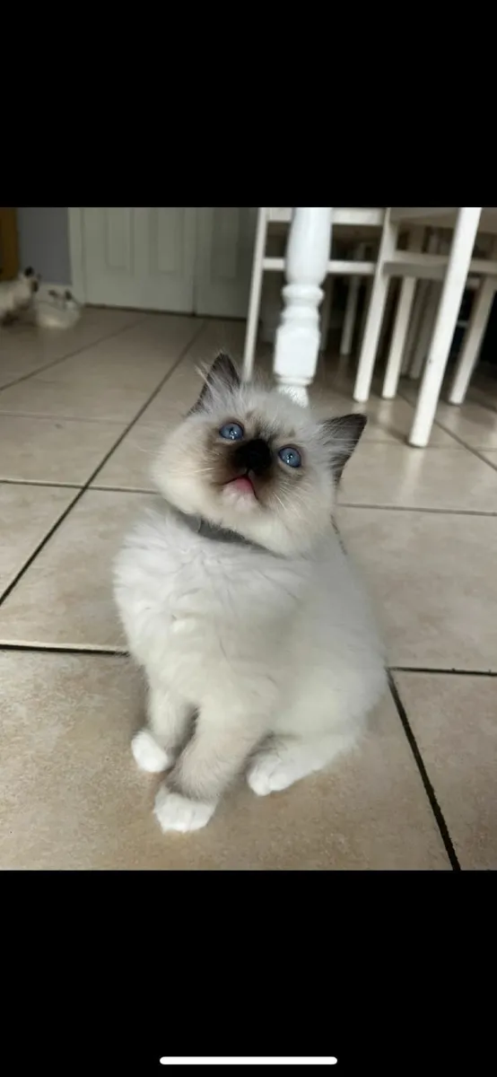 Blue eye Ragdoll kittens - Image 2