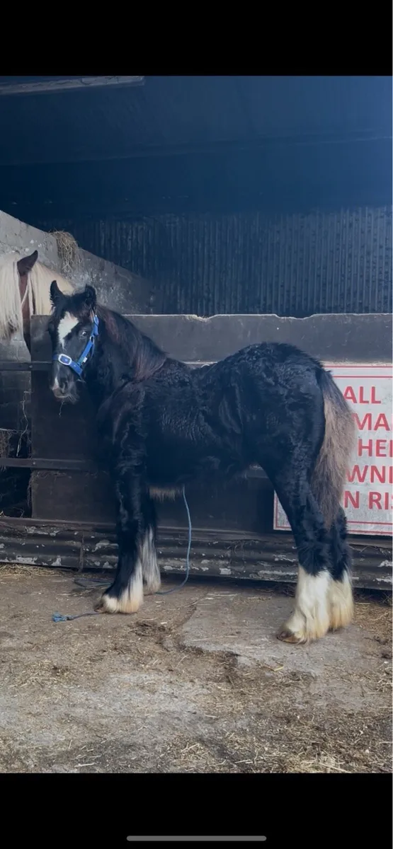 Filly to make 15.2 - Image 2