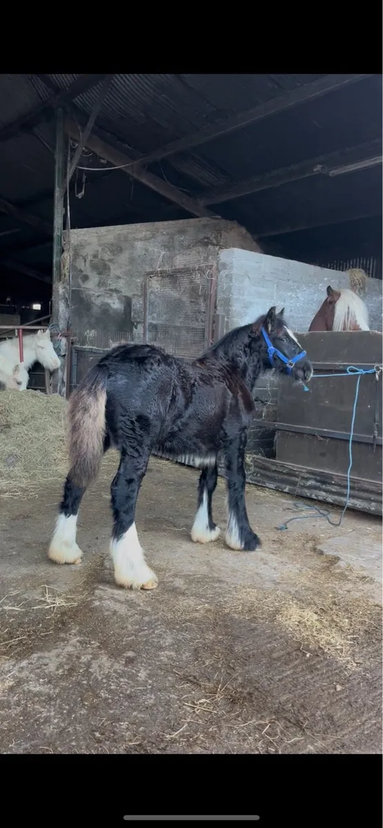 Filly to make 15.2 - Image 1