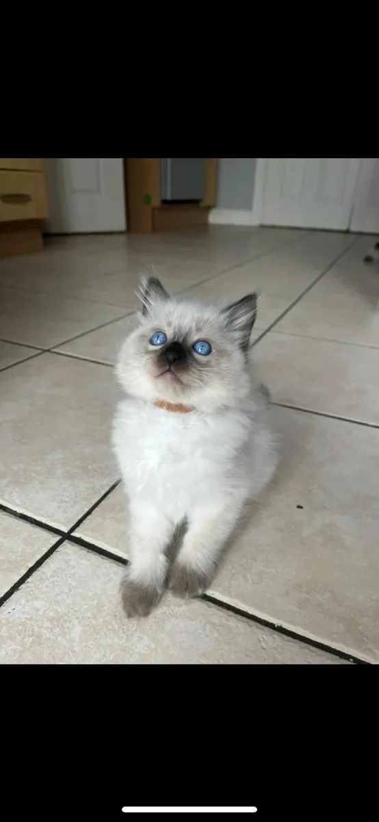 Blue eye Ragdoll kittens--- Only one left - Image 3