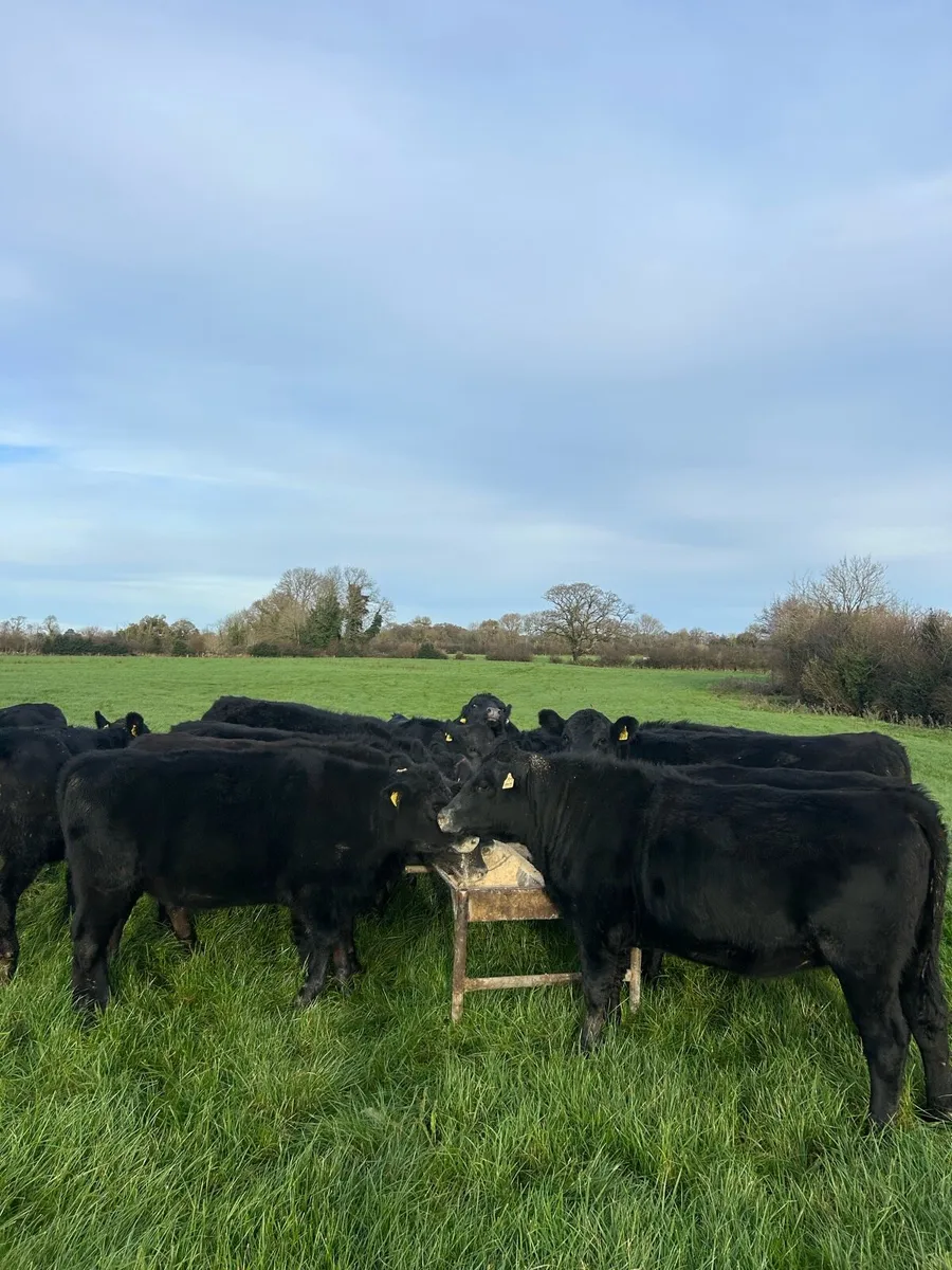 Angus heifers - Image 1