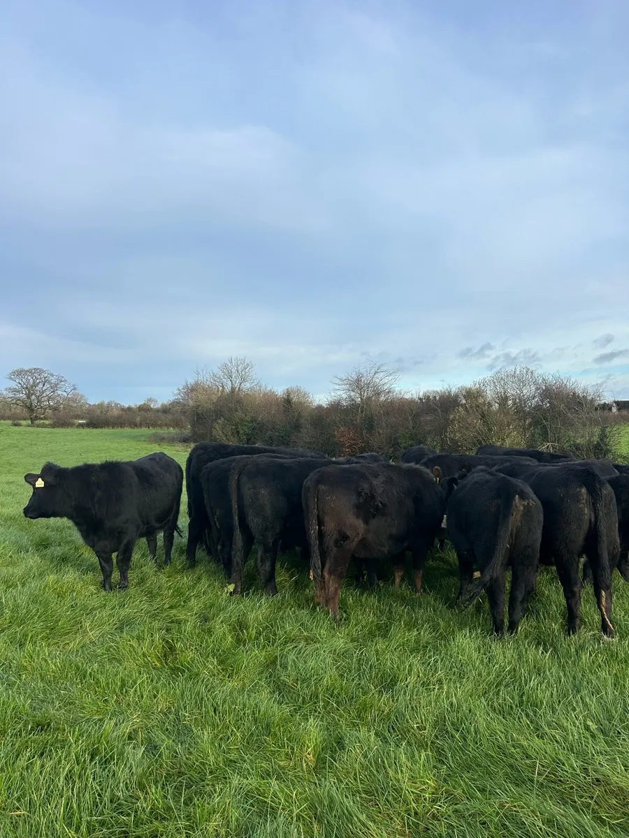 Angus heifers - Image 2