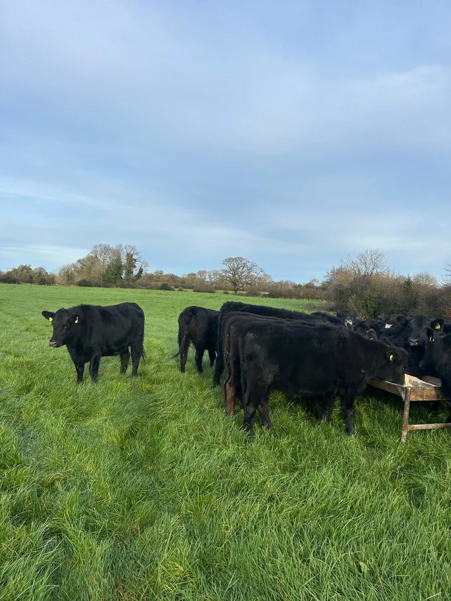 Angus heifers - Image 3