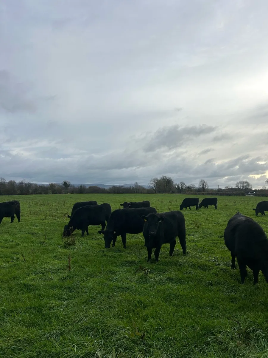 Angus heifers - Image 4