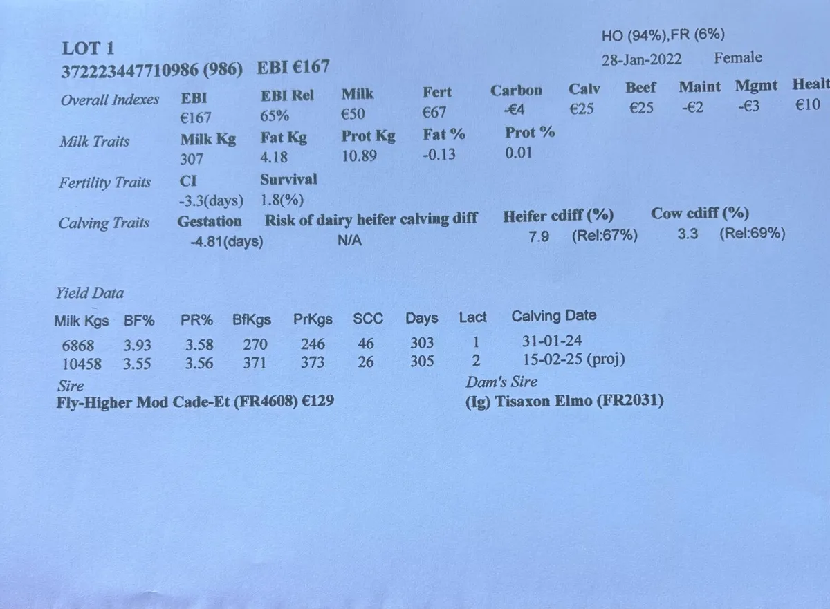 Livestock empty cow - Image 2