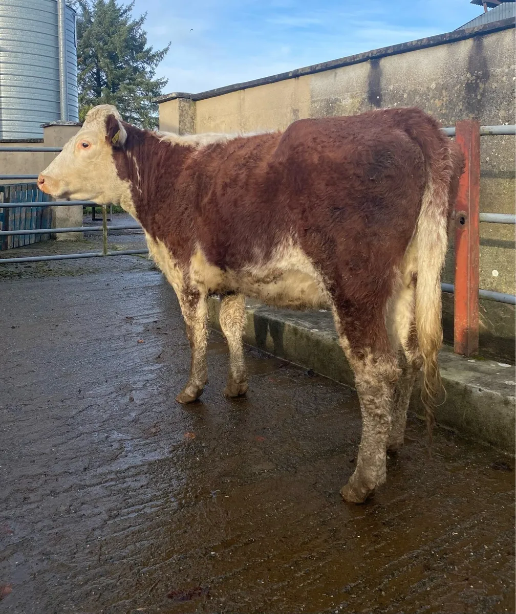 ⭐️Lovely Red Roan First Calver⭐️ - Image 1