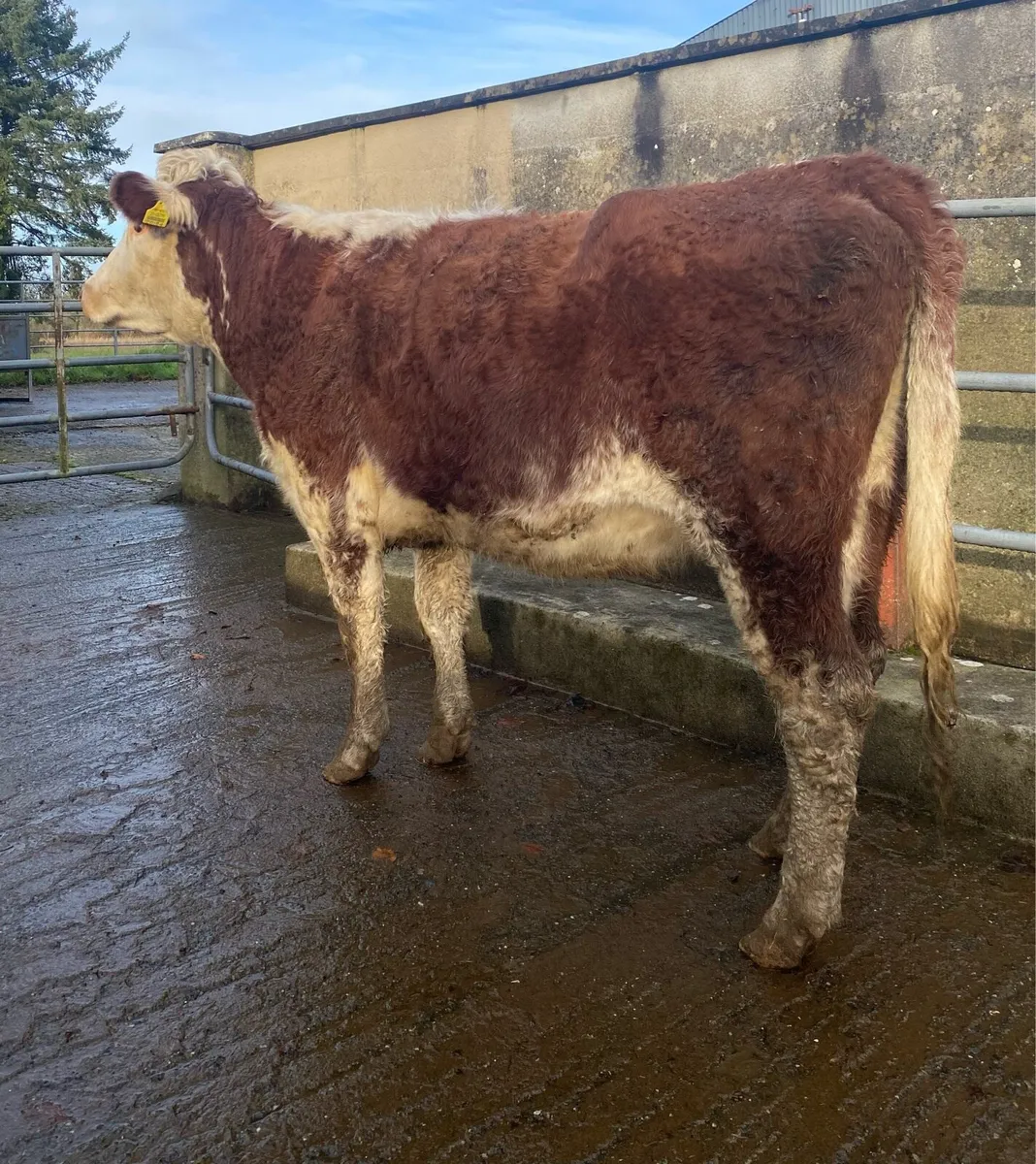 ⭐️Lovely Red Roan First Calver⭐️ - Image 3