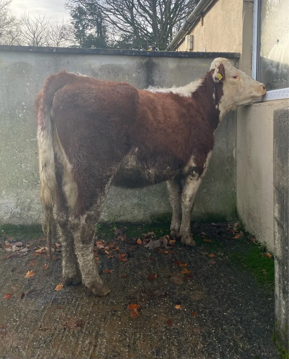 ⭐️Lovely Red Roan First Calver⭐️ - Image 4