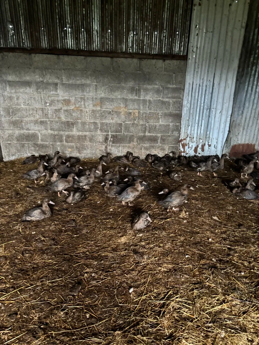 Khaki Cambel ducks - Image 1