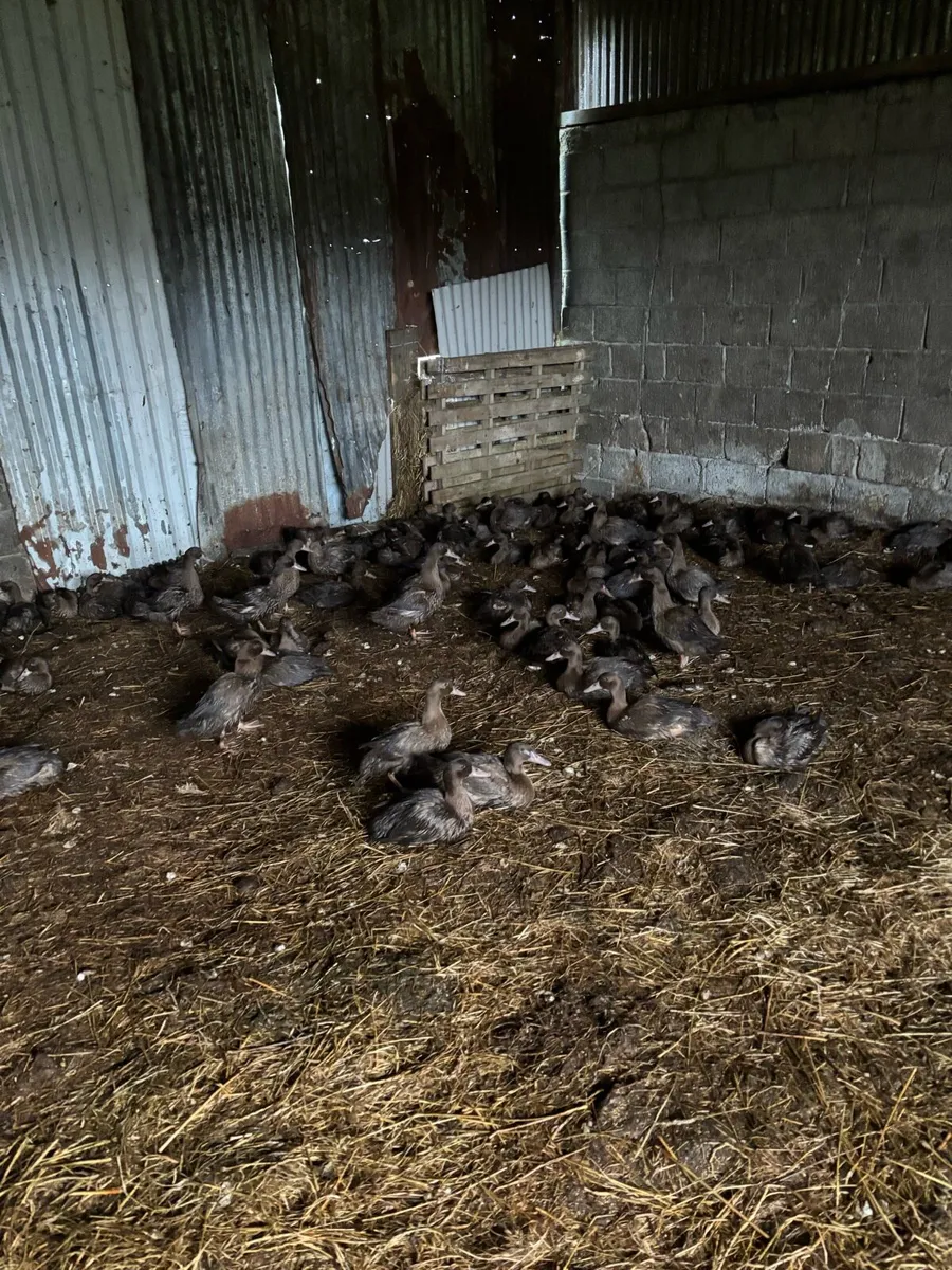 Khaki Cambel ducks - Image 2