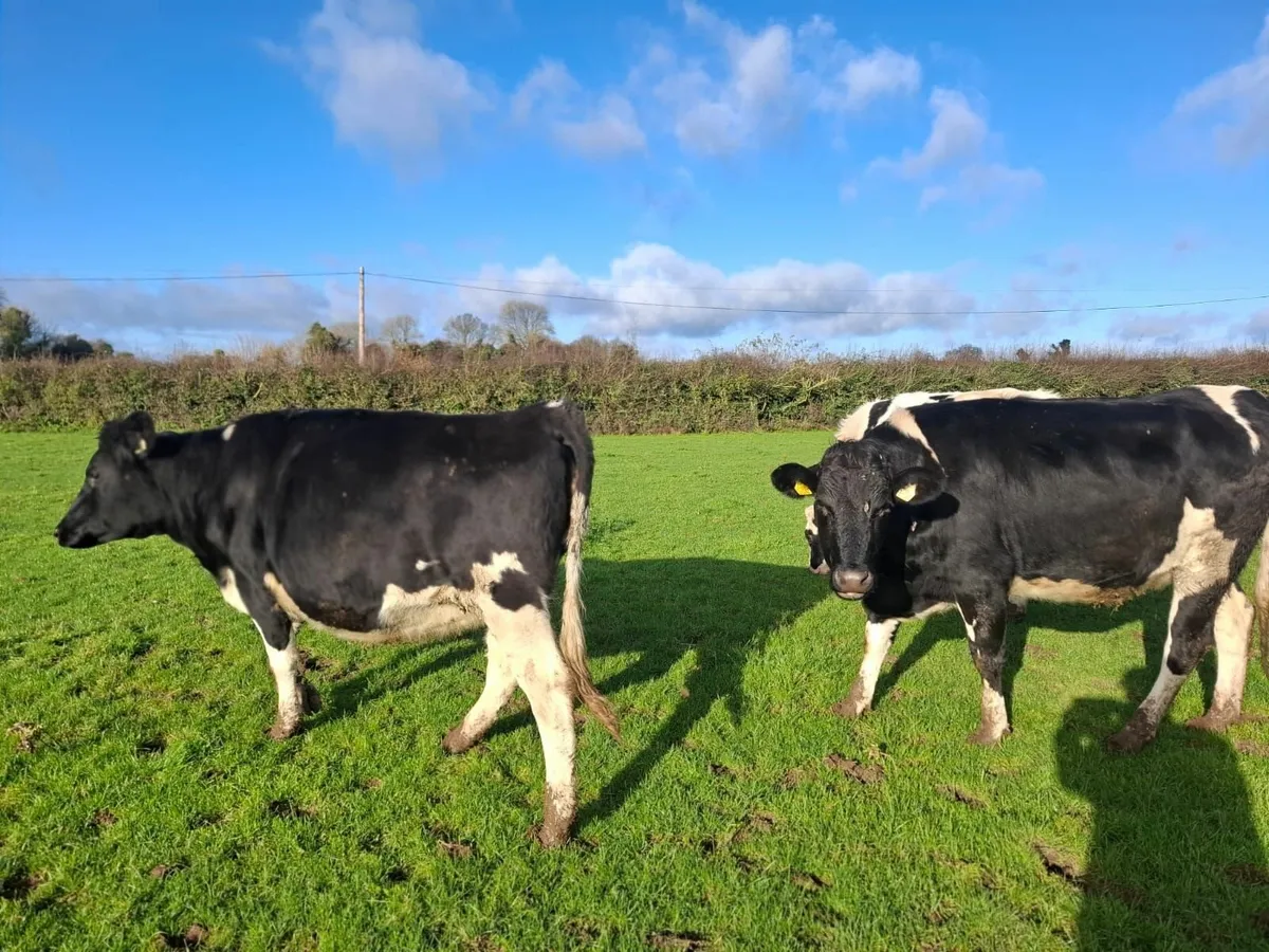 Incalf Heifers - Holstein Friesian - Dairy Cattle - Image 1