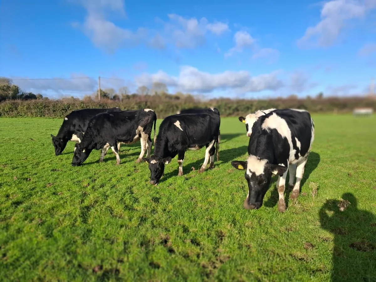 Incalf Heifers - Holstein Friesian - Dairy Cattle - Image 2