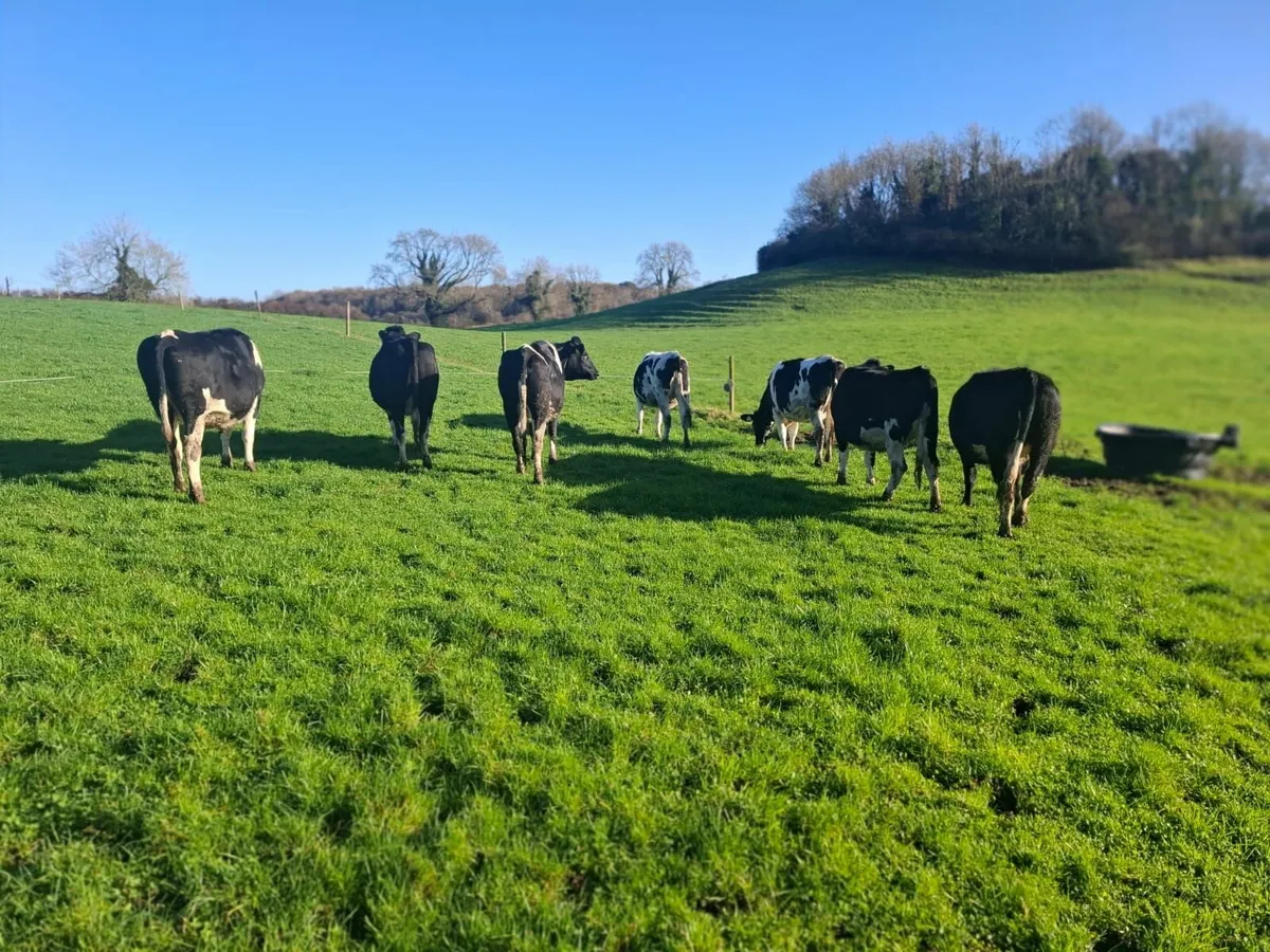 Incalf Heifers - Holstein Friesian - Dairy Cattle - Image 3