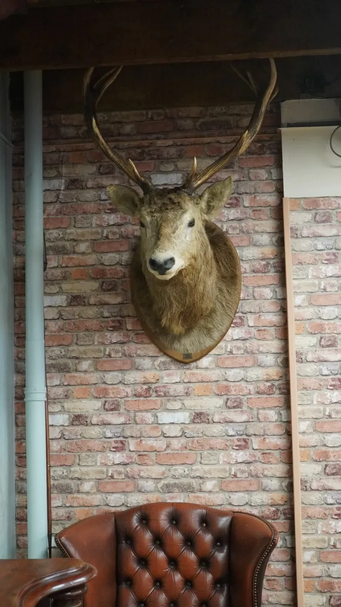 French Stag Trophy Mount - Image 2
