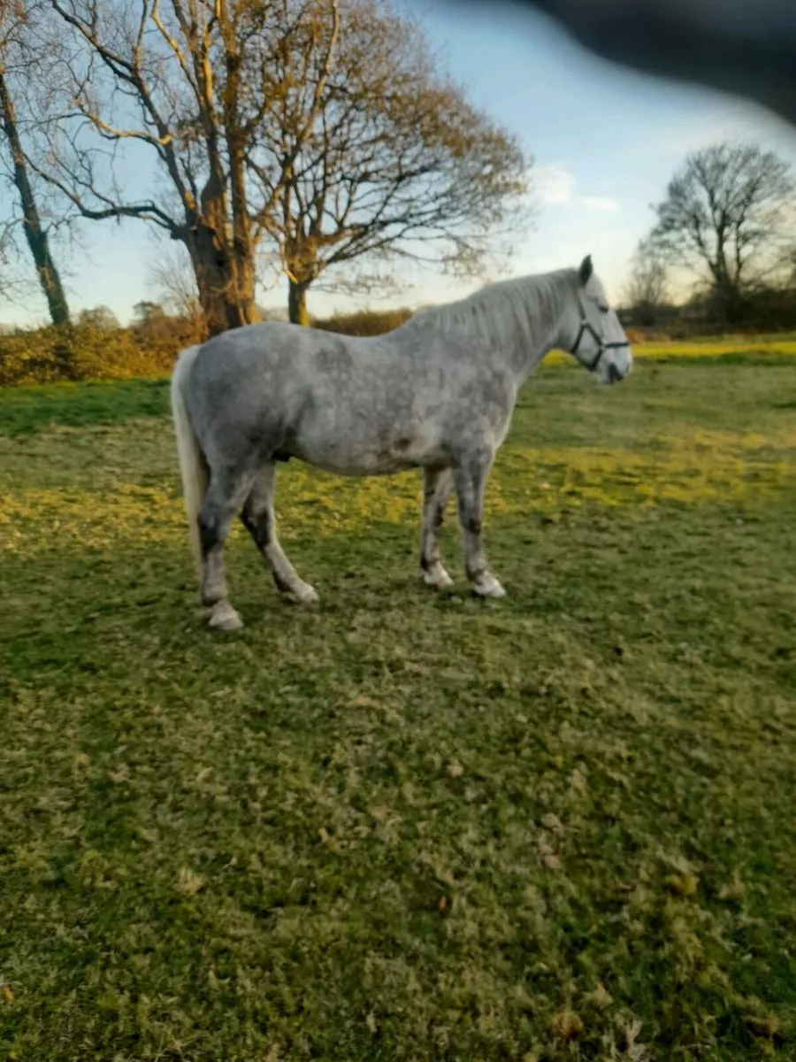 5 Yr.old RID - Image 2