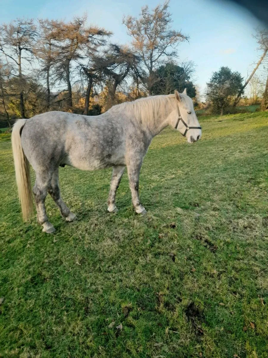 5 Yr.old RID - Image 3