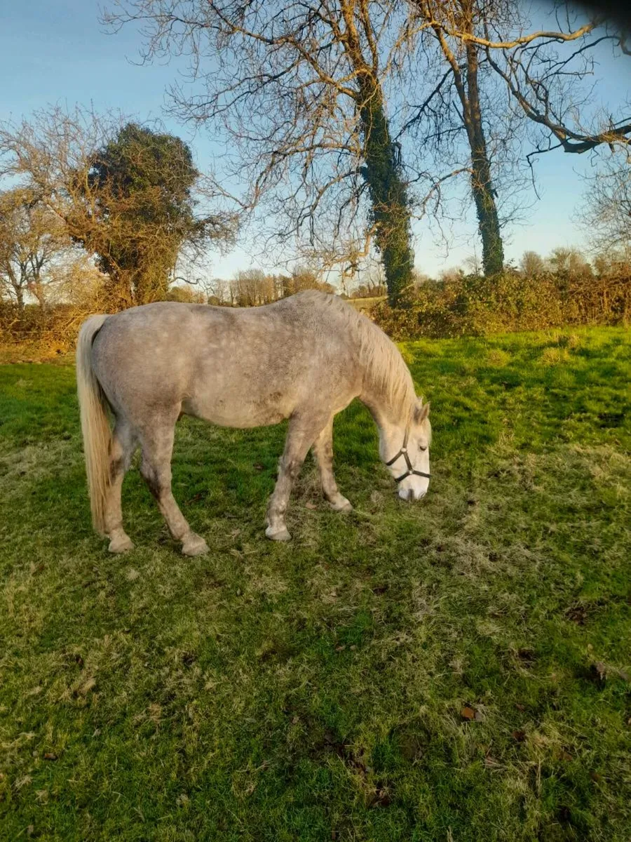 5 Yr.old RID - Image 4