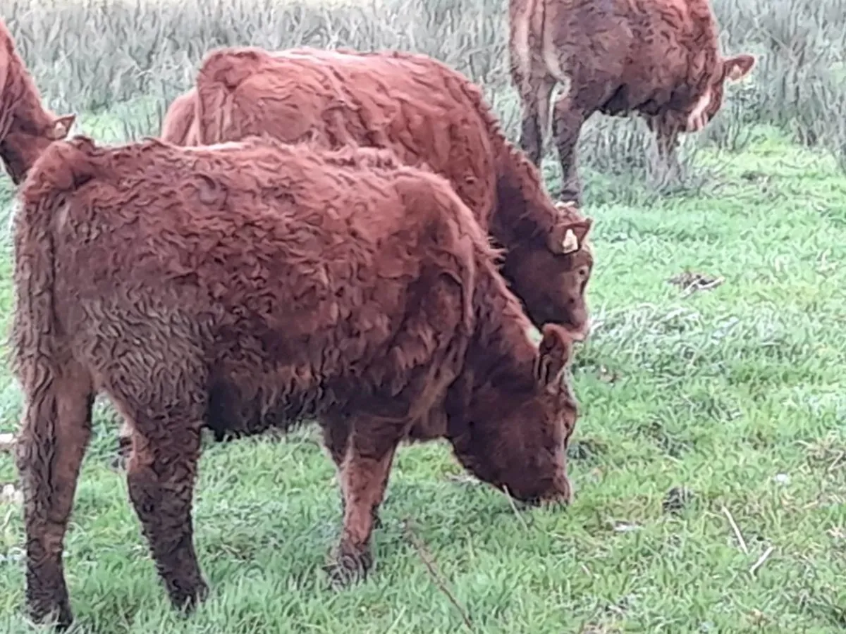 ✨️ 5 Super Heifer Weanlings✨️ - Image 2
