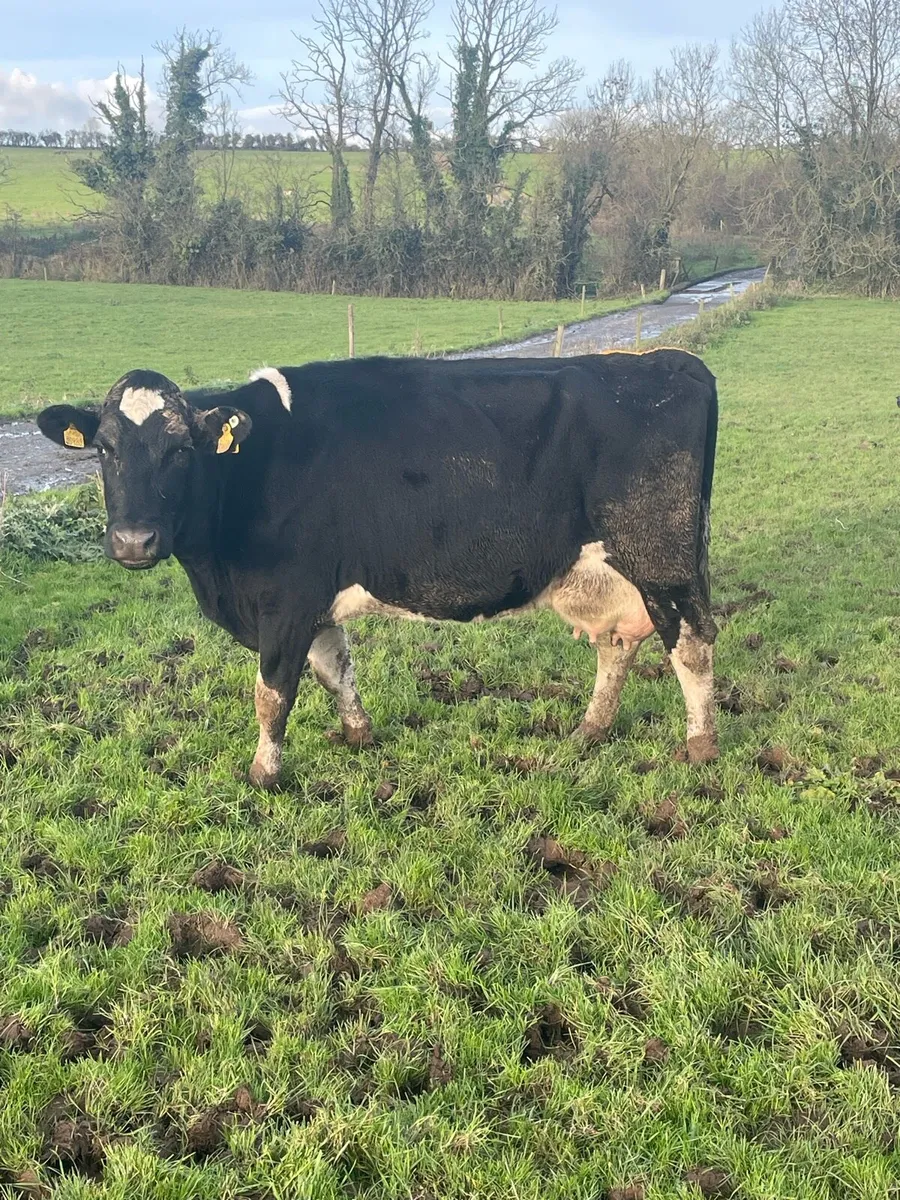 Friesian Cows - Image 1