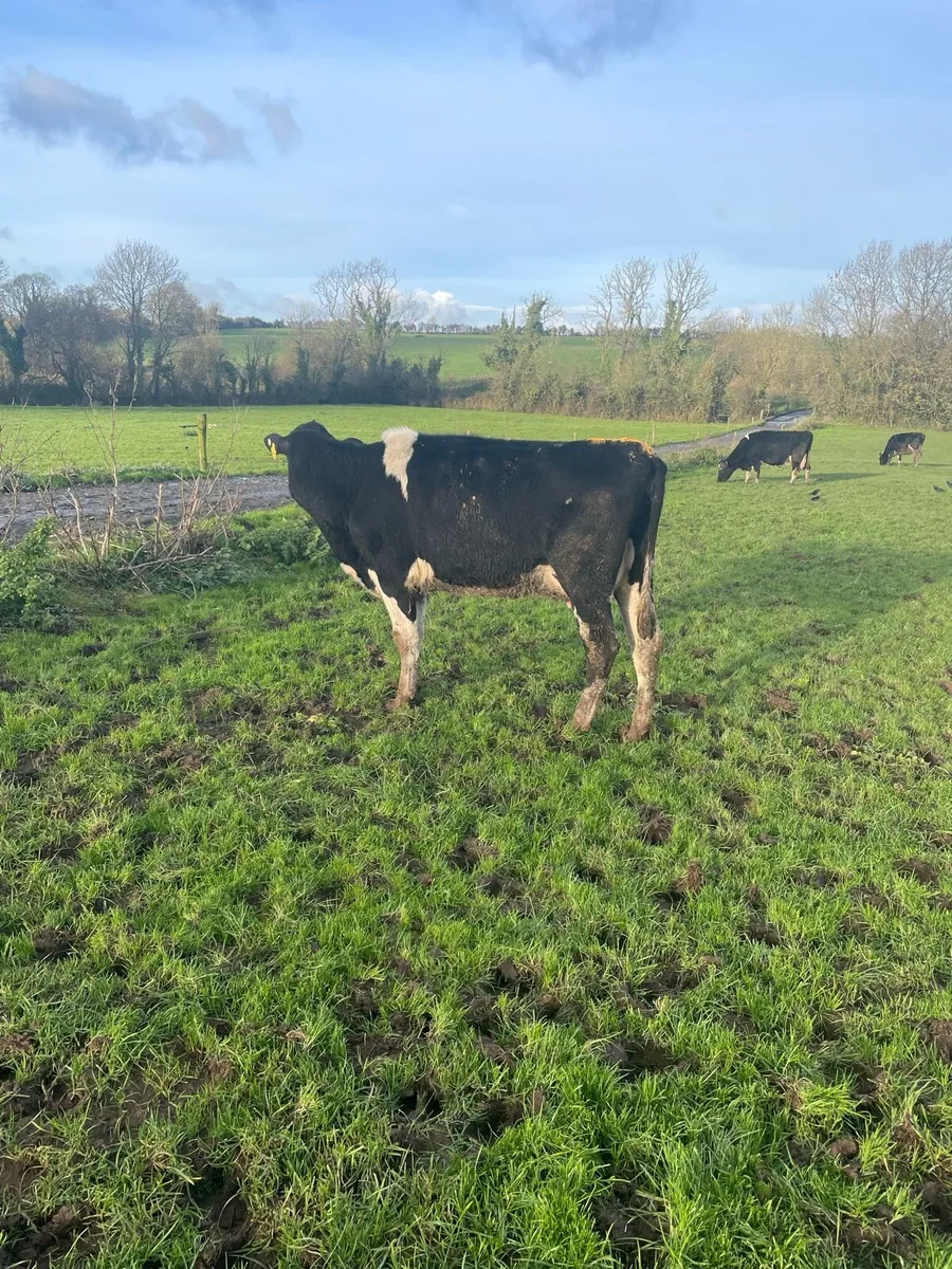 Friesian Cows - Image 2