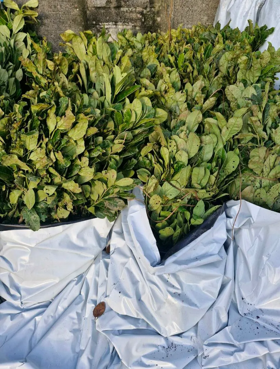 Bareroot 1 to 2 ft laurels