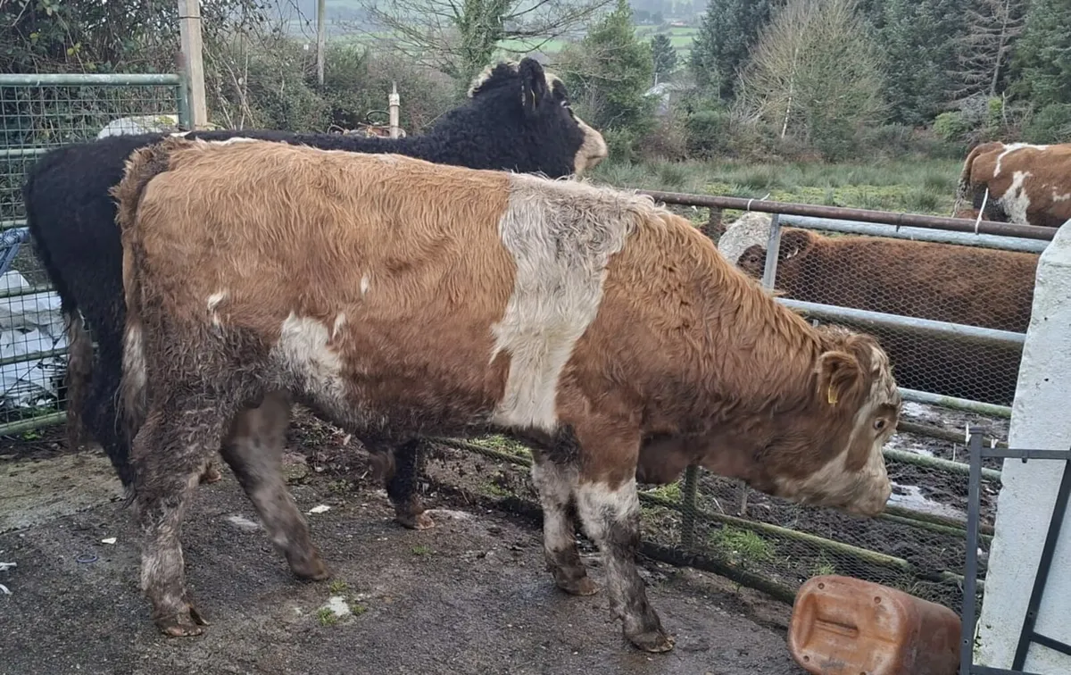 Sim Bullocks - Image 1