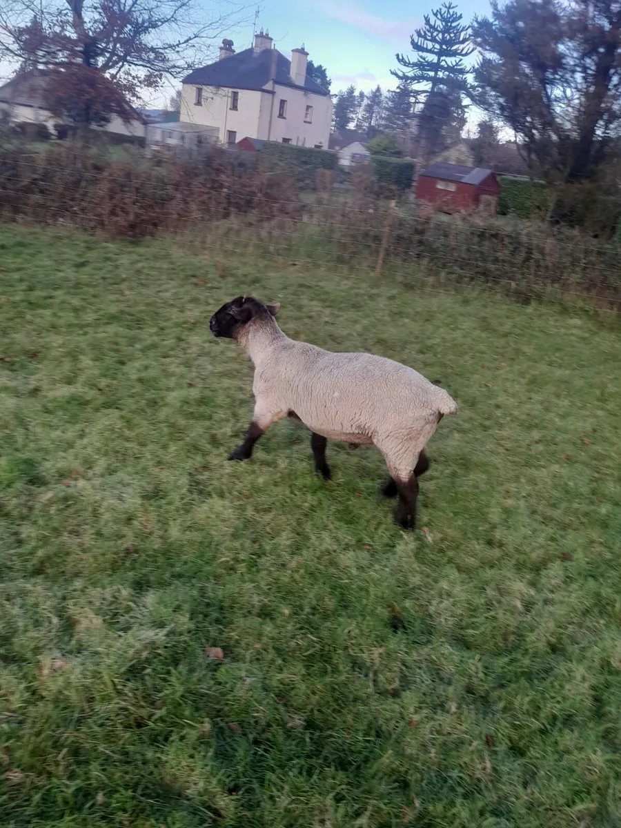 Ewe lambs for sale ..AND rams for sale - Image 1