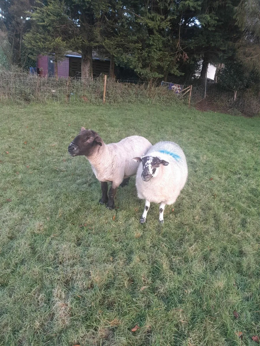 Ewe lambs for sale ..AND rams for sale - Image 2