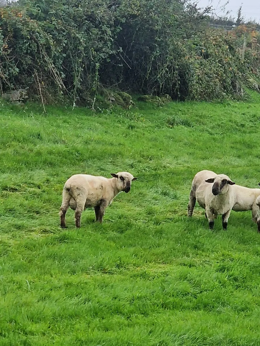 Ewe lambs for sale ..AND rams for sale - Image 3