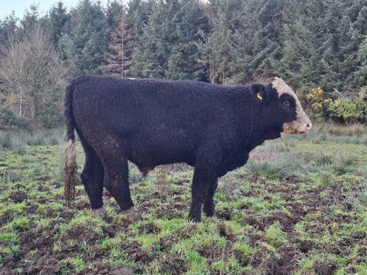 Sim Bullocks - Image 2