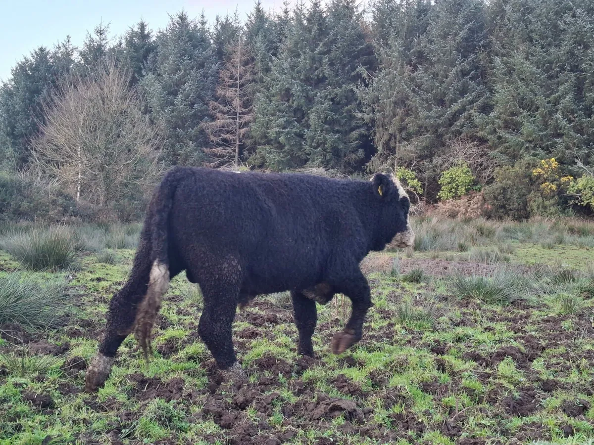 Sim Bullocks - Image 3