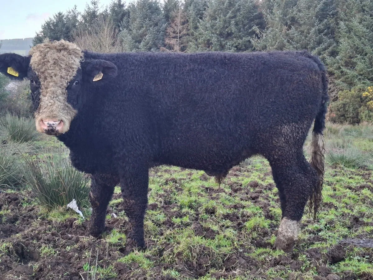 Sim Bullocks - Image 4