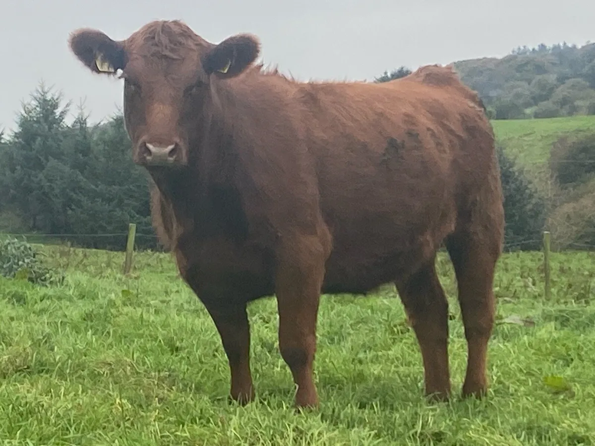 PBR Red Angus Heifer