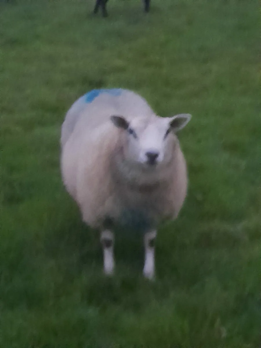 Ewe lambs for sale ..AND rams for sale - Image 4