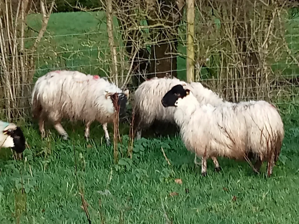 Ewe lambs - Image 3