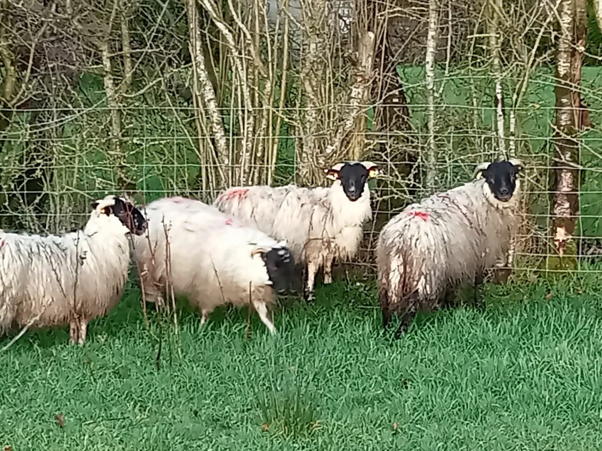 Ewe lambs - Image 4