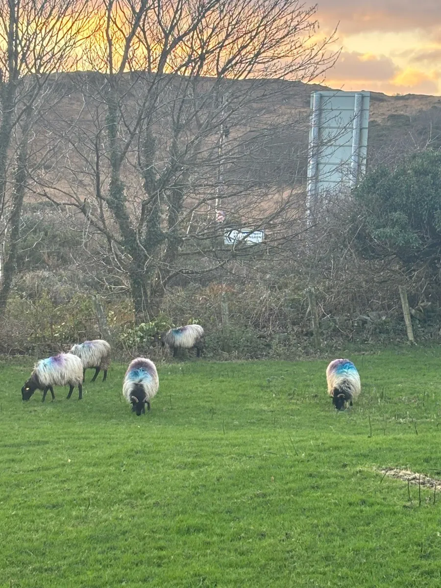 Blackface ewe lambs - Image 1